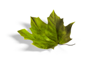 leaf